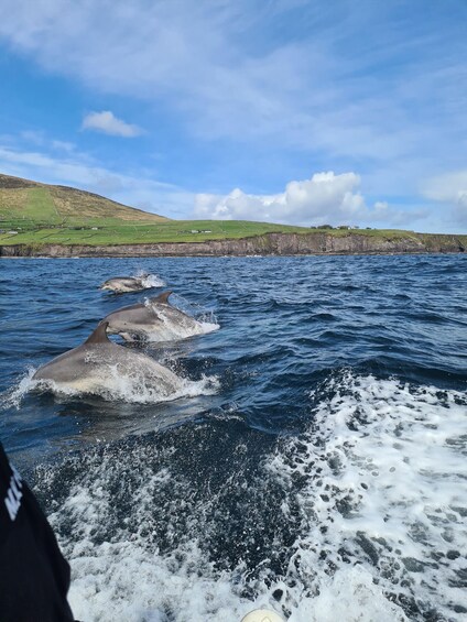 Three dolphins swimming in the ocean with a coastal landscape in the background. 2