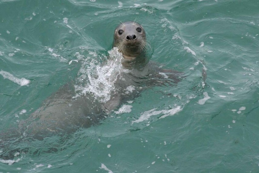 A seal swimming in clear water. 3