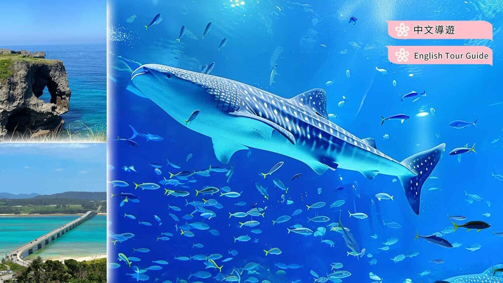 A coastal landscape with a bridge, a large whale shark, and a clear blue sea. 4