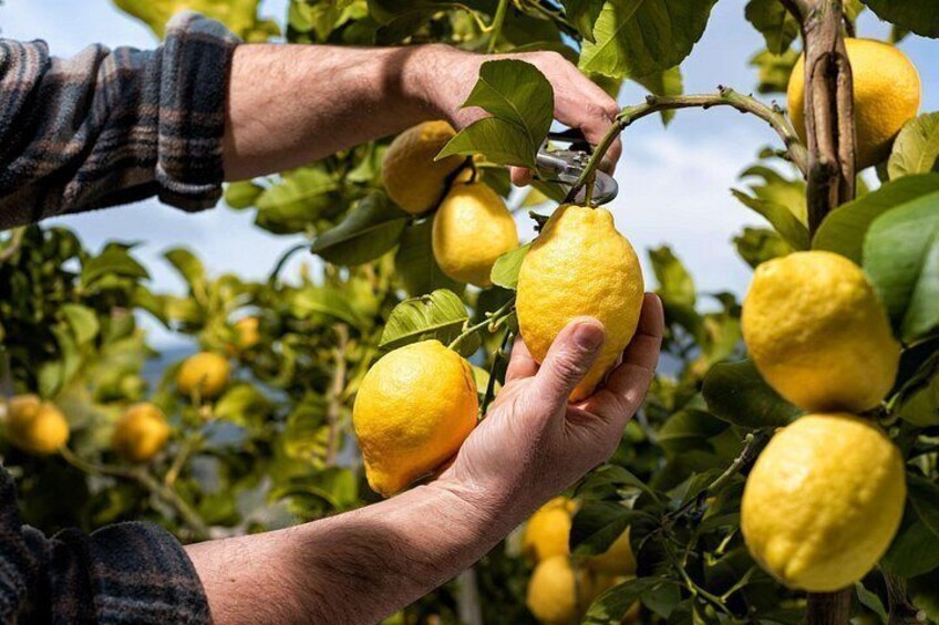 Lemon grove - Amalfi Coast 3