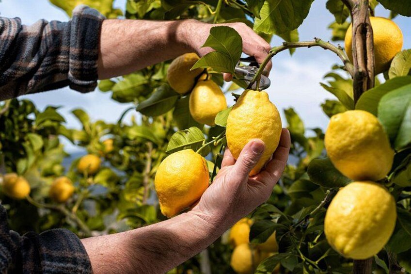 Lemon grove - Amalfi Coast 2