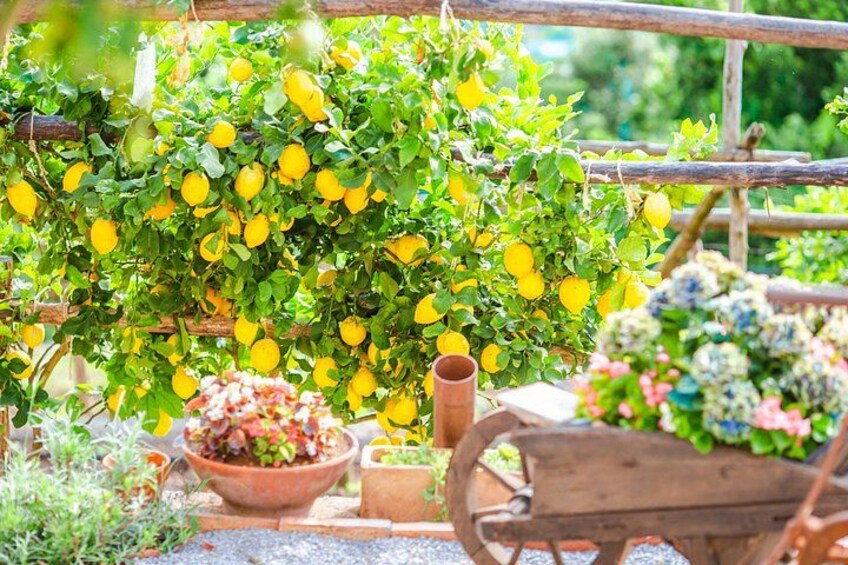 Lemon grove - Amalfi Coast 5