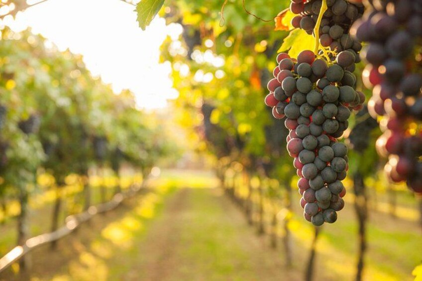 Vineyard - Amalfi Coast Cooking Class 3