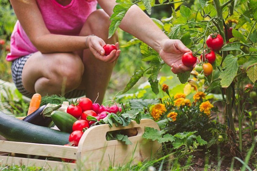 Harvesting the vegetables - Amalfi Coast Cooking Class 2