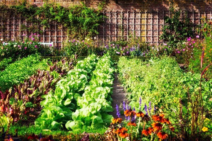 Vegetable garden 4