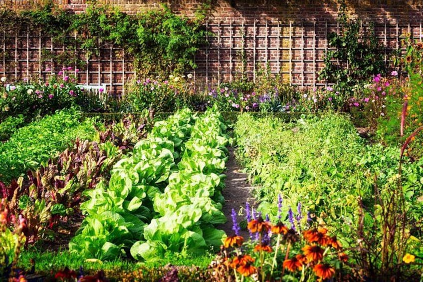 Vegetable garden 2