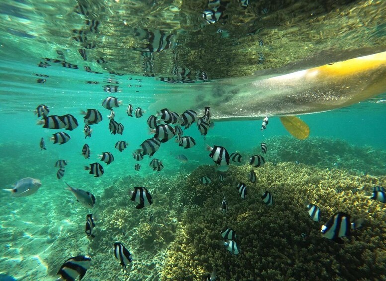 Picture 3 for Activity Réunion Island: Guided Clear Kayak Tour in the Lagoon 3