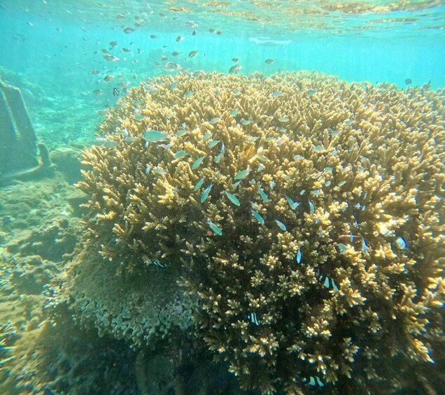 A coral reef with various fish species swimming around. 5