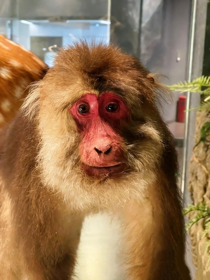 A monkey with reddish eyes and brown fur. 2