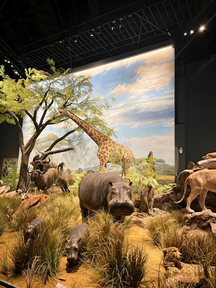 A museum exhibit with a giraffe, hippos, and other animals in a savannah setting. 3