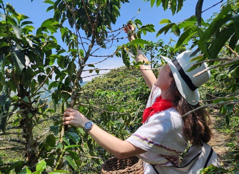 A person harvesting fruit from a tree in a lush orchard. 2