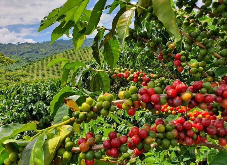Picture 4 for Activity Santa Fe de Antioquia + Coffee Sightseeing Tour from Medellín, Private Tour 3
