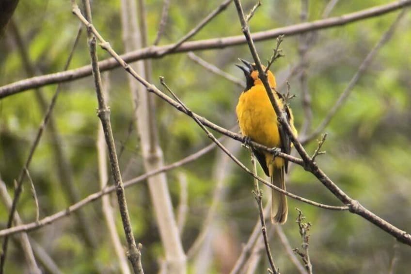 A yellow bird perched on a branch in a wooded area. 3