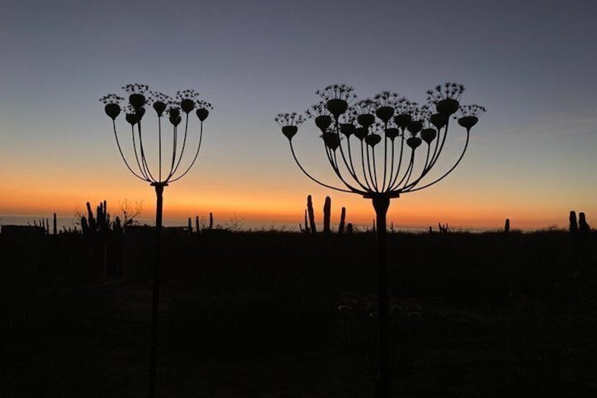 Two tall, slender plants with clustered tops silhouetted against a sunset sky. 1