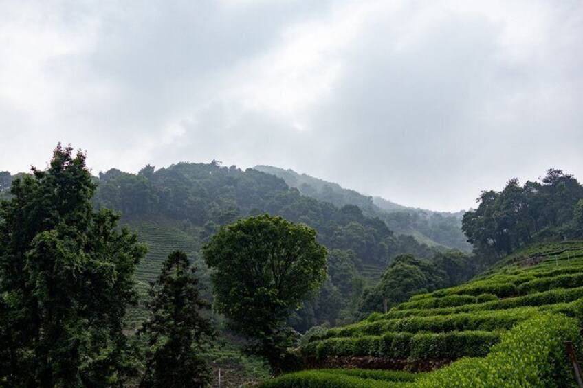 A lush green tea plantation with terraced hills and dense trees. 5