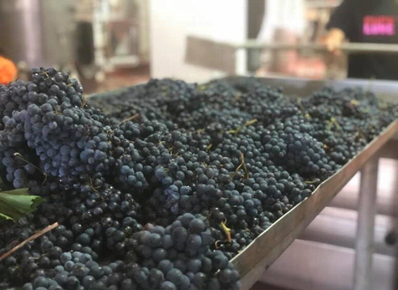 A table filled with dark purple grapes. 3