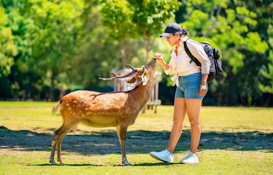 A person interacting with a deer in a grassy park area. 5