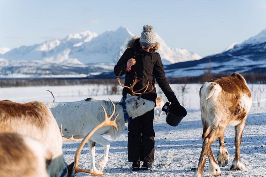 A person with a dog in a snowy landscape with mountains in the background. 2