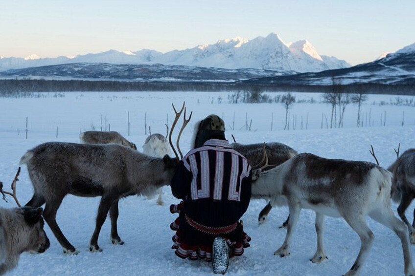 A person in a striped jacket herding reindeer in a snowy landscape with mountains in the background. 4