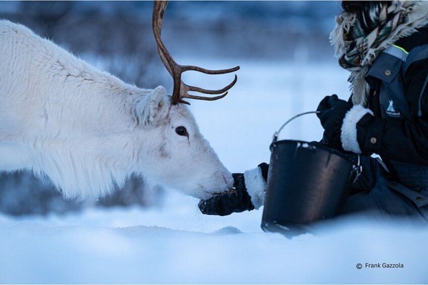 A polar bear and a person in winter gear. 1