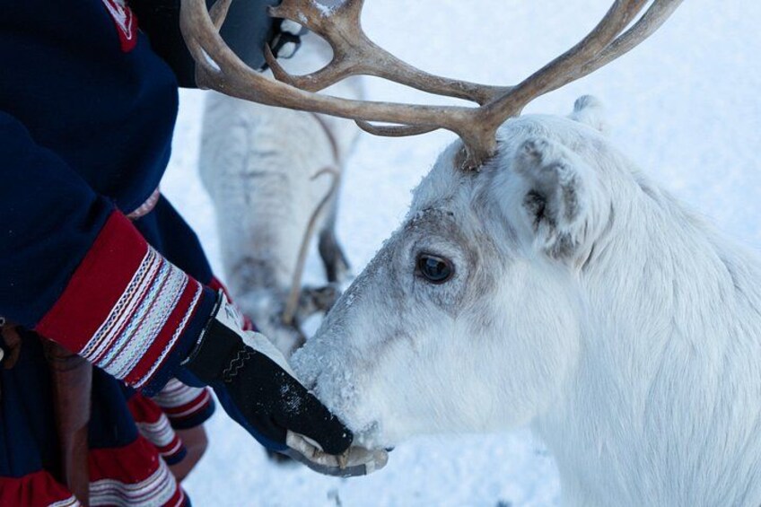 A reindeer with large antlers in a snowy environment. 5
