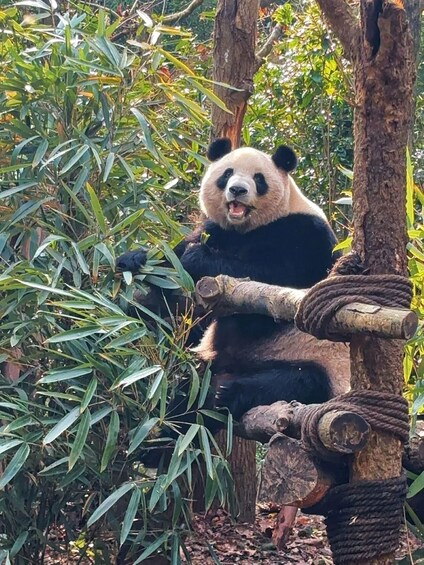 A panda sitting on a tree branch in a forested area. 4