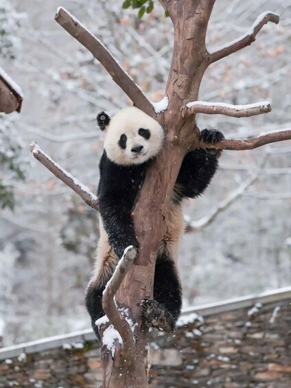 A panda climbing a snow-covered tree. 2