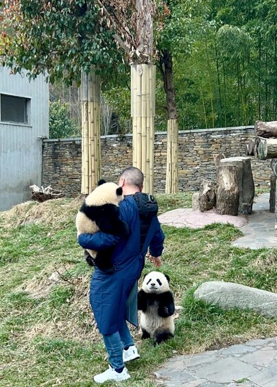 A person carrying a panda on their back, walking with another panda on the ground in a zoo enclosure. 5