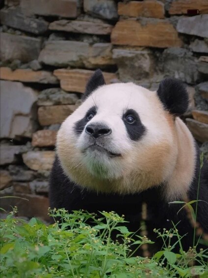 A panda with a large head and black and white fur, standing in front of a stone wall. 3