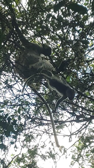 A monkey in a tree with dense foliage. 5