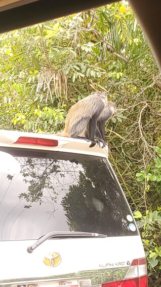 A monkey on a car roof, surrounded by dense foliage. 3