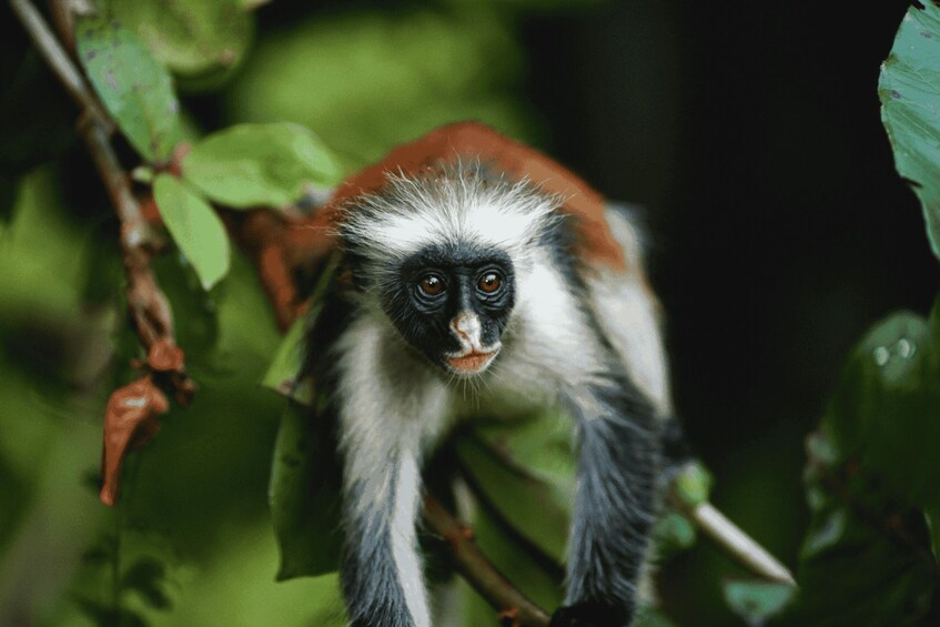 A monkey with white and brown fur, surrounded by green leaves. 1