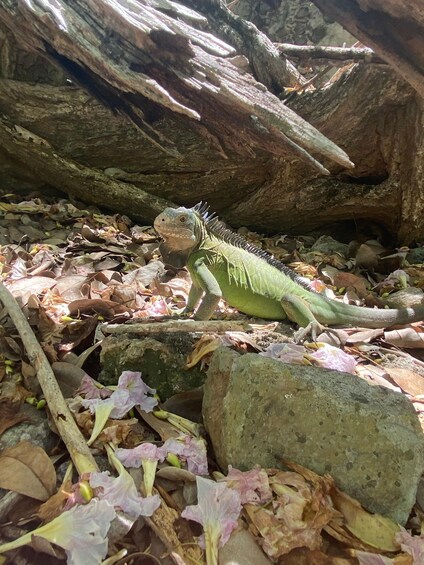 A green iguana on a forest floor with rocks and fallen leaves. 3