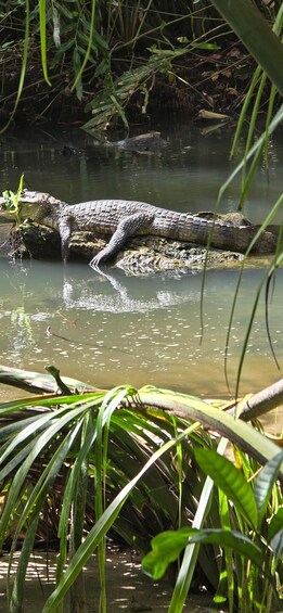 A crocodile resting on a log in a water body surrounded by greenery. 3