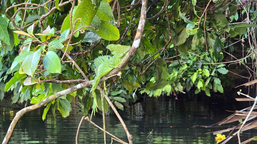 A green frog on a branch over water. 5