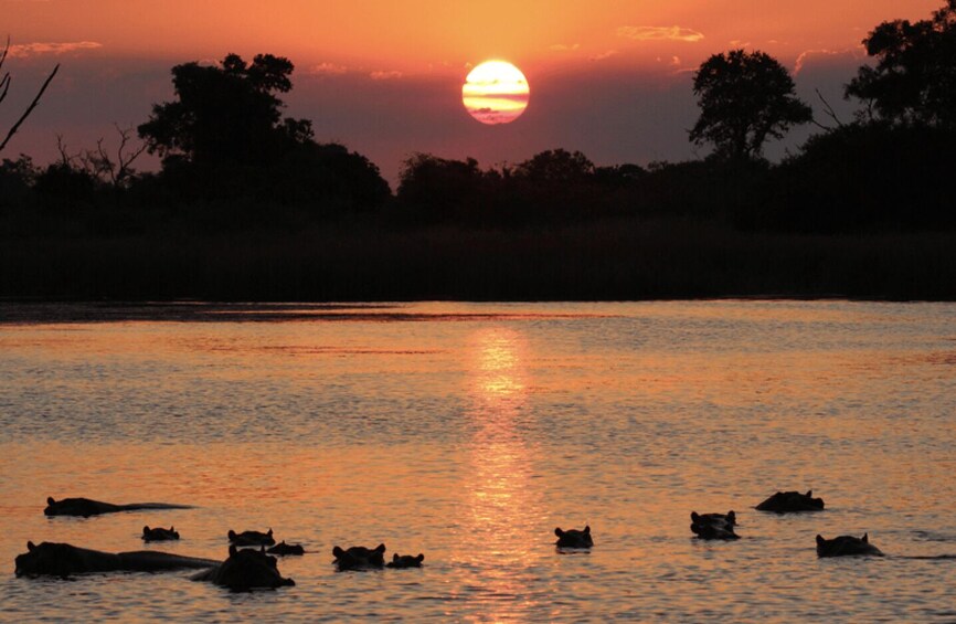 A sunset over a body of water with several hippos in the foreground. 2
