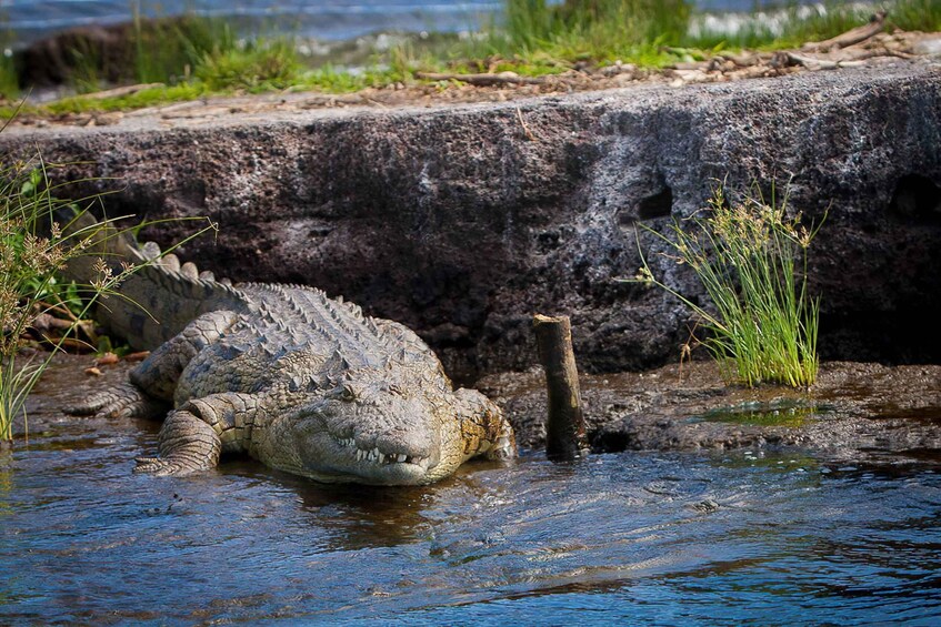 A crocodile partially submerged in water near a rocky bank with vegetation. 1