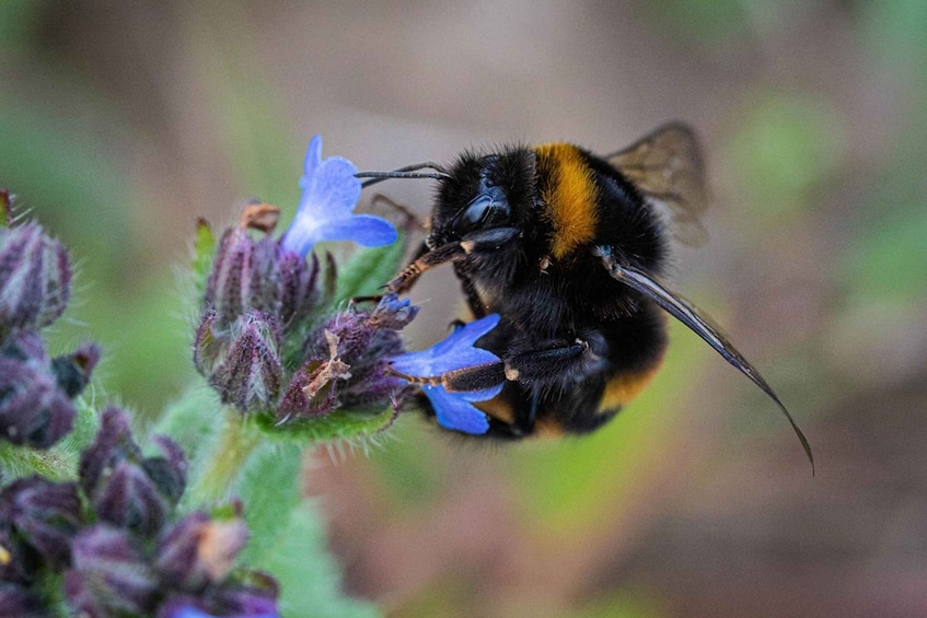 A bumblebee on a flower. 2