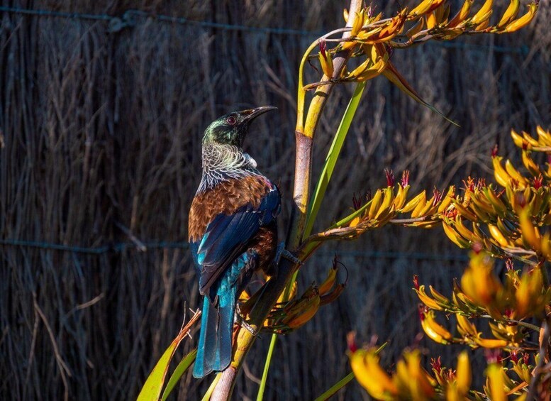 A bird perched on a plant with yellow flowers. 4