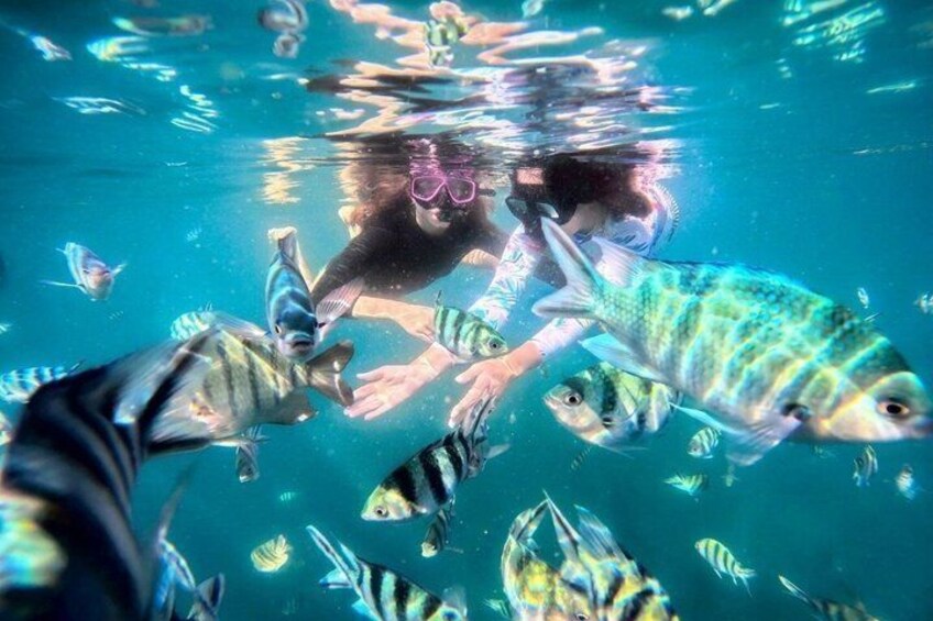 A person snorkeling underwater surrounded by various fish. 3