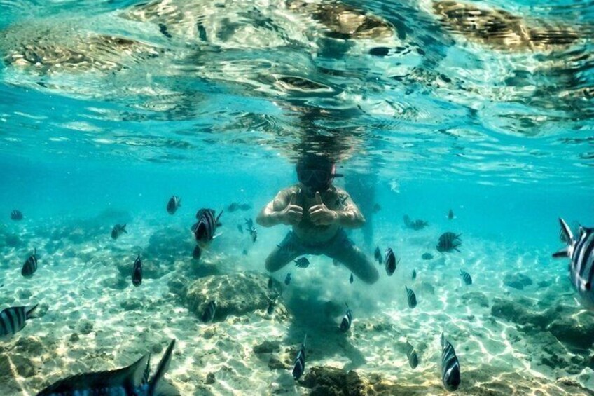 An underwater scene with clear water, a person snorkeling, and various fish species. 2