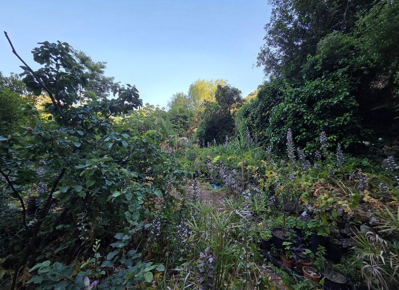 Picture 8 for Activity Noto: Edible Forest Food Tasting of Medicinal Herbs and Fruit 4