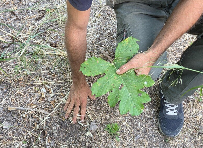 Picture 20 for Activity Noto: Edible Forest Food Tasting of Medicinal Herbs and Fruit 5