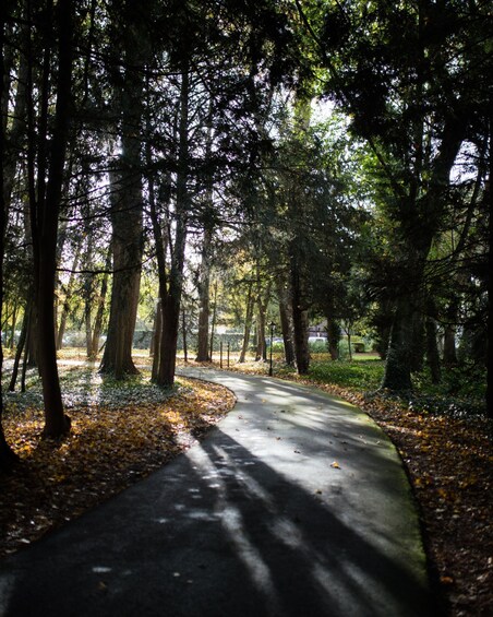 A forested path with sunlight filtering through the trees. 5