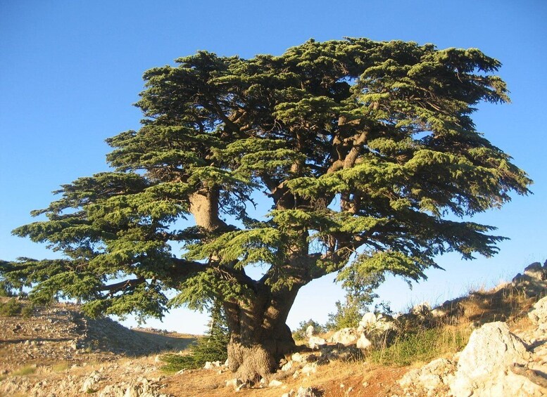 A large, solitary tree with a thick trunk and dense foliage in a rocky, hilly landscape. 3