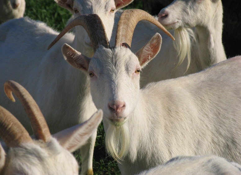 Ryhmä valkoisia vuohia, joilla on huomiota herättävät sarvet. 3