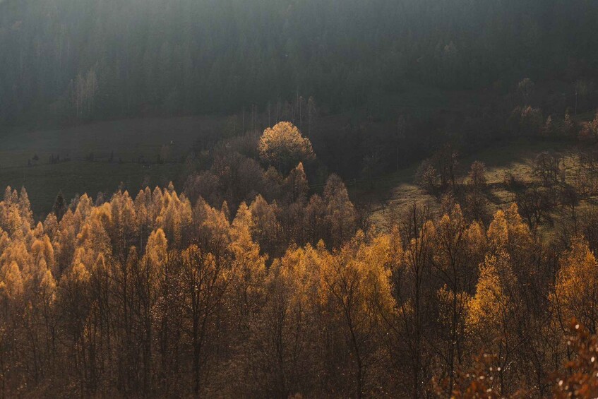 A forest with autumn foliage, a clear sky, and a distant hill. 1