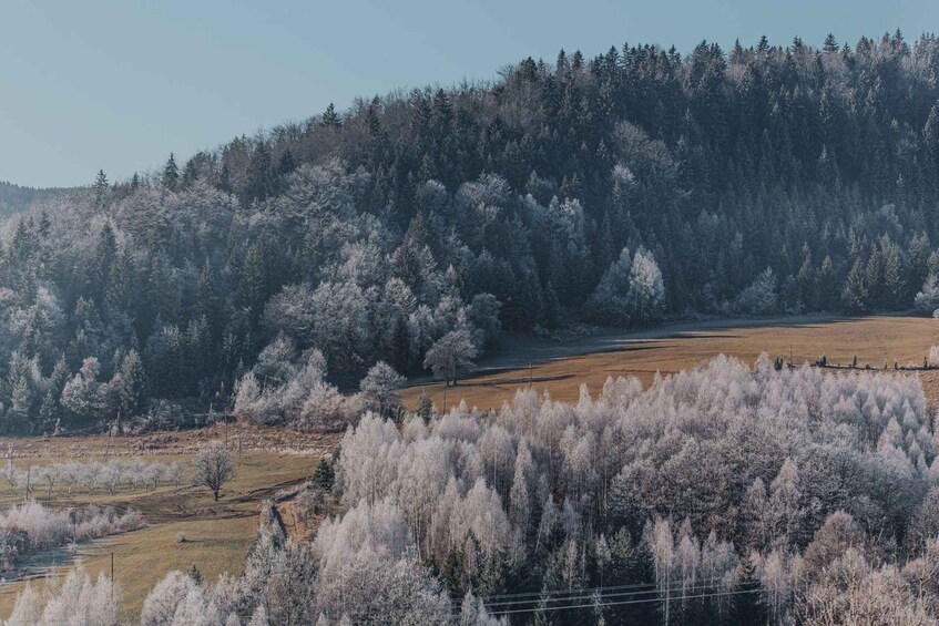 A frost-covered landscape with a mix of coniferous and deciduous trees, a clear sky, and a hilly terrain. 4