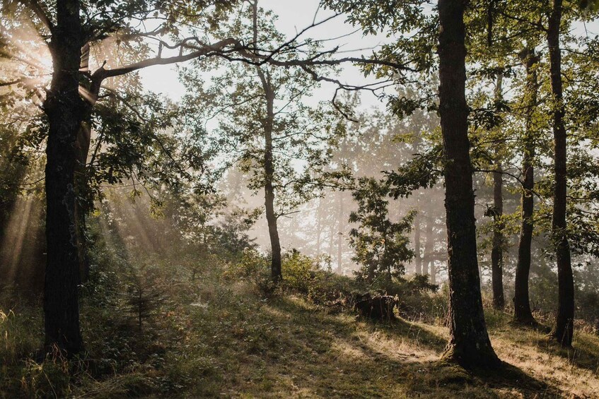 A forest with tall trees and sunlight filtering through the canopy. 2