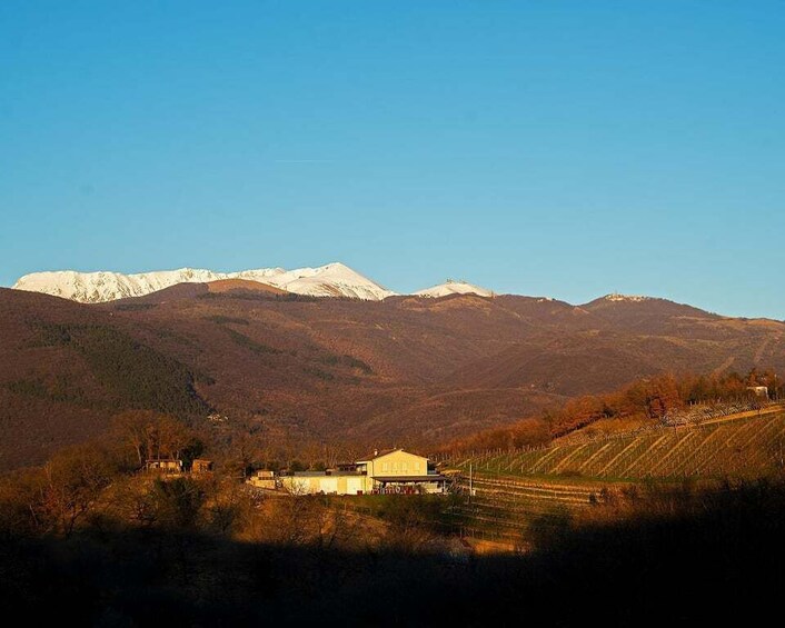 Picture 2 for Activity From Rome: Cantina Le Macchie Winery Tour and Tasting 5